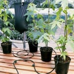 Elite Big Drippa Irrigation System