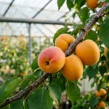Golden apricots ripening on the branch