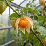 Cape gooseberry with husk peeled open