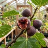 Ripe figs on the branch, one split open