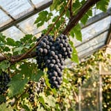 Black dessert grapes on a greenhouse vine