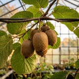 Kiwi fruits hanging from a greenhouse vine