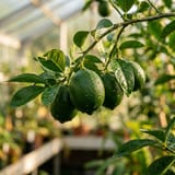 Green limes on a lime tree branch