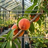Ripe peaches on a fan-trained branch