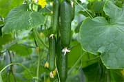 Cucumber Plant
