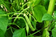 Green Beans