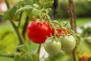 Tomatoes