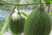 Melons