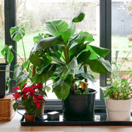 AutoPot easy2GO Kit - lifestyle