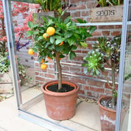 2x5 Access Harewood Mini Greenhouse Folding Staging