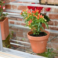 2x5 Access Harewood Mini Greenhouse Glass Shelving