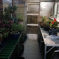 Real customer Elite Kensington 6ft aluminium greenhouse growing interior