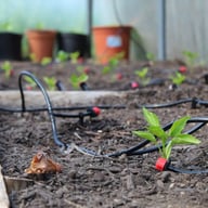 Dripper line watering plants under cover