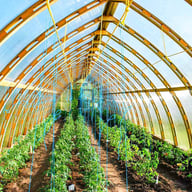 Norhage Tre 300 wooden polycarbonate greenhouse interior filled with commercial crops