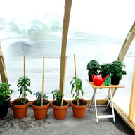 Planting inside the Norhage Vegg 300 lean-to greenhouse