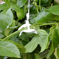 Palram Canopia Trellising Kit Support