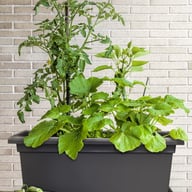 Magnus Self Watering Herb Garden Growing Kits Stone Grey