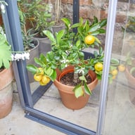 2x3 Access City Growhouse Lean-To Greenhouse With Back