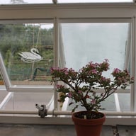 Thorndown Peelable Glass Paint Swan White