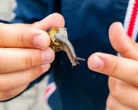 Getting Rid of Garden Pests