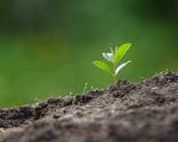 Plant Seedlings