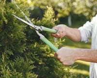 Prune the Trees
