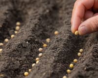 Reseed the Lawn
