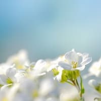 March Gardening Tips