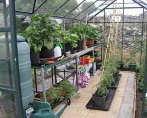 Growing Pots in a Greenhouse