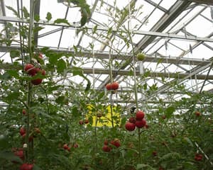 6 Essential Greenhouse Growing Tips for Beginners