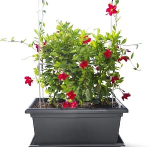 Gardenico Magnus Self Watering Living Wall Kit 1000mm Anthracite