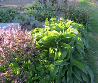 Gardening Tips
