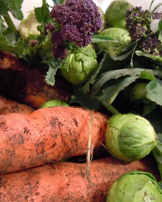 What to Grow from Seed in the Greenhouse Over Winter