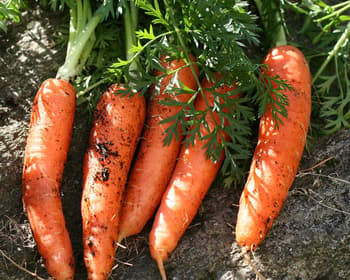 Carrots
