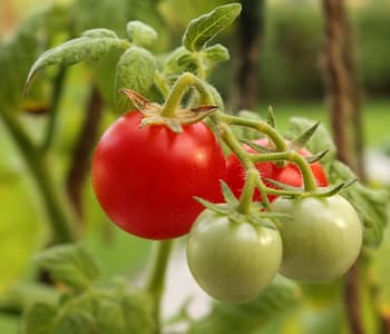 Greenhouse Tomatoes