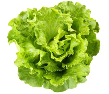 lettuce