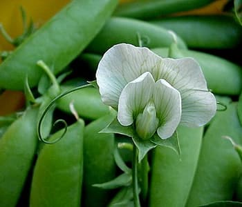 Peas and Pea Blossom