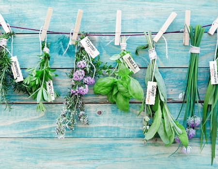 Growing Herbs