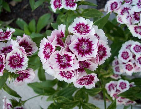spring flowers