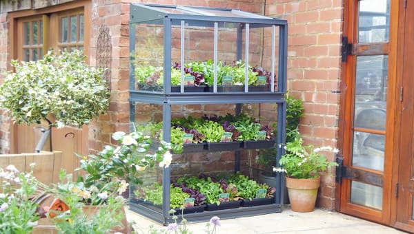 Year-Round Salad Growing in a Greenhouse: UK Guide