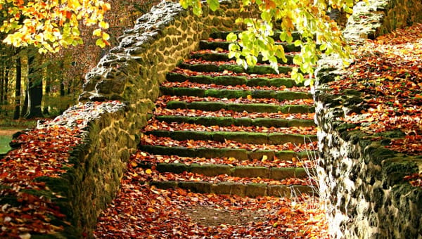 Autumn Tips for Preparing Your Garden for Winter