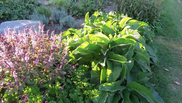 12 Gardening Tips