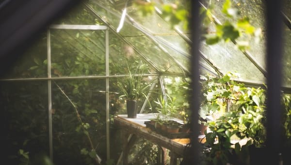 Winter Greenhouse Care: UK Guide