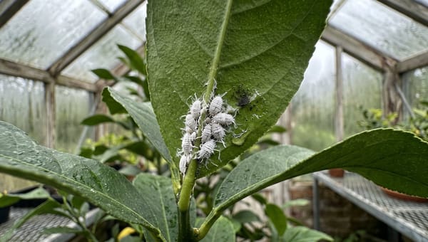 Mealybug on Greenhouse Plants: A 30-Day Control Plan