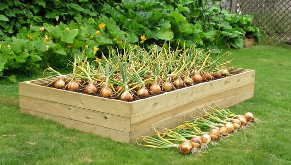 When to Plant Onion Sets in Autumn: A UK Guide