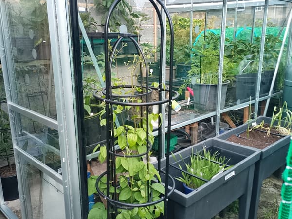 Greenhouse from United Kingdom