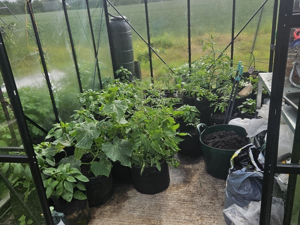 Greenhouse from Alton, GB