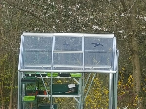 Customer greenhouse photo