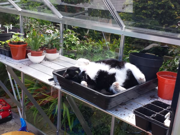Customer greenhouse photo