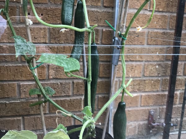 Customer greenhouse photo